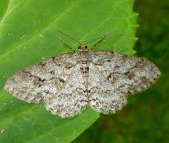 Attēlu rezultāti vaicājumam “Ectropis crepuscularia”