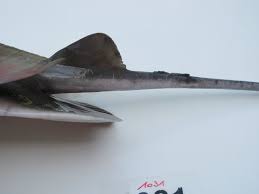 Image result for Aetomylaeus bovinus