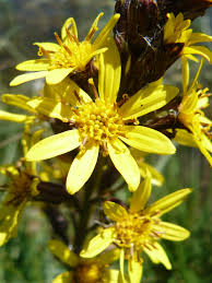 Attēlu rezultāti vaicājumam “Ligularia sibirica flower”