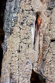 Attēlu rezultāti vaicājumam “Hypocenomyce scalaris”