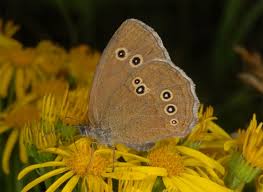 Attēlu rezultāti vaicājumam “Aphantopus hyperantus”