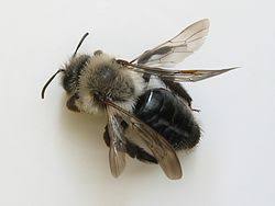 Attēlu rezultāti vaicājumam “Andrena”