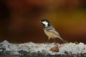 Attēlu rezultāti vaicājumam “Periparus ater”