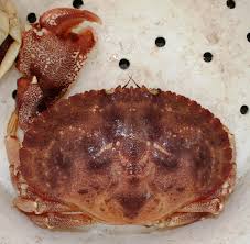 Image result for Cancer borealis