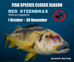 Image result for Petrus rupestris