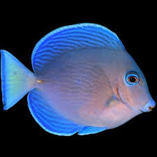 Image result for Acanthurus coeruleus