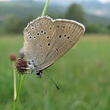 Attēlu rezultāti vaicājumam “Maculinea teleius”