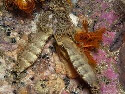 Image result for Haploblepharus edwardsii