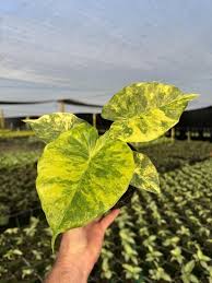 Attēlu rezultāti vaicājumam “Lophozia laxa macro”