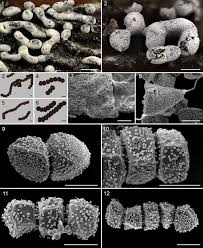 Attēlu rezultāti vaicājumam “Physarum bitectum”