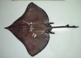 Image result for Dipturus batis