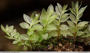 Attēlu rezultāti vaicājumam “Mnium stellare”