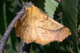 Attēlu rezultāti vaicājumam “Ennomos autumnaria male”