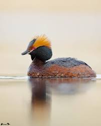 Image result for Podiceps auritus