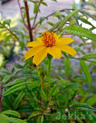 Attēlu rezultāti vaicājumam “Tagetes leaf”