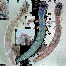 Attēlu rezultāti vaicājumam “Raphidia larva”