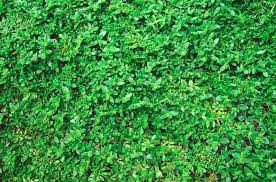 Attēlu rezultāti vaicājumam “Herniaria glabra flower”