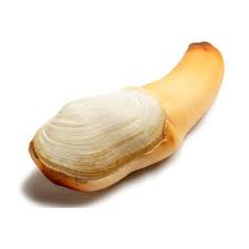 Image result for geoduck
