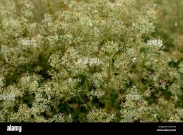 Attēlu rezultāti vaicājumam “Galium schultesii flower”