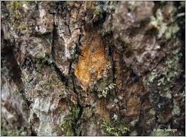 Attēlu rezultāti vaicājumam “Arthonia spadicea”