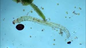 Attēlu rezultāti vaicājumam “Cricotopus male”