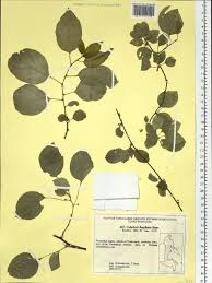 Attēlu rezultāti vaicājumam “Celastrus flagellaris”