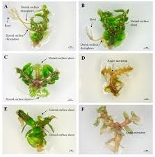 Attēlu rezultāti vaicājumam “Saelania glaucescens sporophyte”