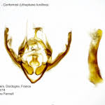 Attēlu rezultāti vaicājumam “Lithophane furcifera”