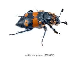 Attēlu rezultāti vaicājumam “Nicrophorus vespilloides”