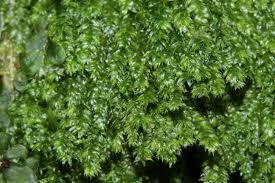 Attēlu rezultāti vaicājumam “Pseudotaxiphyllum elegans”