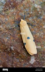 Attēlu rezultāti vaicājumam “Lithosia quadra female”