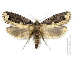 Attēlu rezultāti vaicājumam “Scardia boletella”