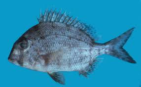 Image result for Calamus bajonado