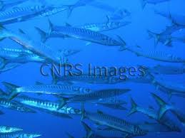 Image result for Sphyraena viridensis