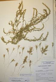 Attēlu rezultāti vaicājumam “Corispermum hyssopifolium”