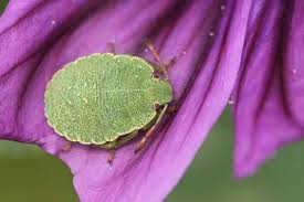 Attēlu rezultāti vaicājumam “Dryophilocoris flavoquadrimaculatus imago”