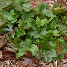 Attēlu rezultāti vaicājumam “Bayeriola thymicola”