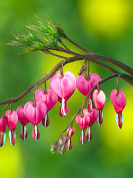 Image result for tränendes Herz