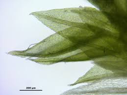 Attēlu rezultāti vaicājumam “Pohlia elongata”