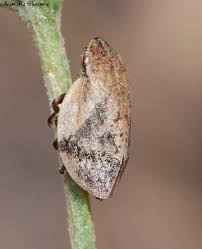 Attēlu rezultāti vaicājumam “Lepyronia coleoptrata”