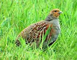 Attēlu rezultāti vaicājumam “Perdix perdix adult”
