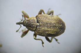 Attēlu rezultāti vaicājumam “Curculionidae”