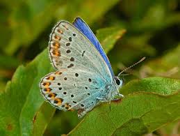 Attēlu rezultāti vaicājumam “Plebejus argyrognomon underside”