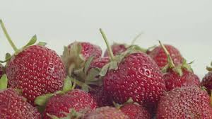 Attēlu rezultāti vaicājumam “Fragaria x ananassa fruit”