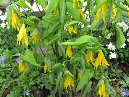 Attēlu rezultāti vaicājumam “Uvularia grandiflora flower”