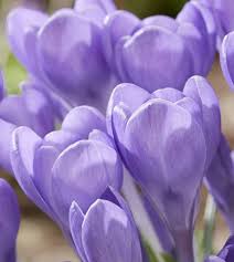 Attēlu rezultāti vaicājumam “Crocus tommasinianus”