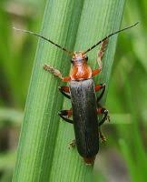Attēlu rezultāti vaicājumam “Cantharis livida”