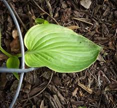 Image result for Hosta Warpaint