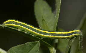 Attēlu rezultāti vaicājumam “Ceramica pisi”