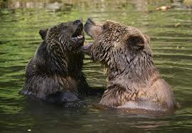 Image result for brown bear